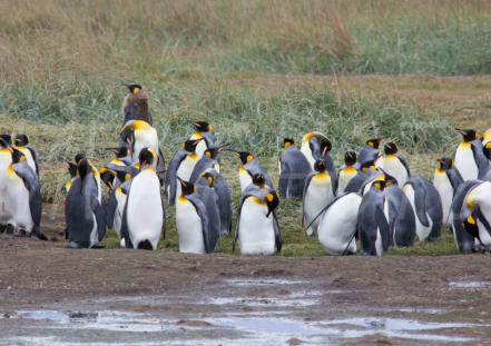King Penguins; Onaisin